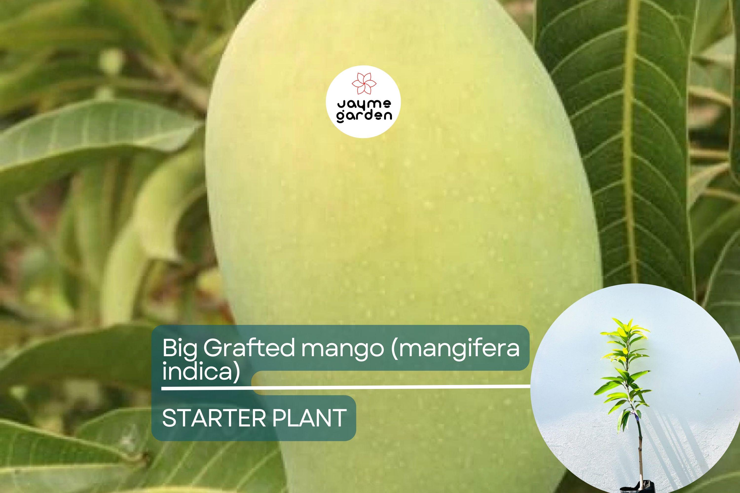 Big Grafted Colombo Kidney Mango (Mangifera indica) Live Tropical Fruit Tree 3'-4' | Sweet, Unique Mangoes | Easy to Grow Starter Plant