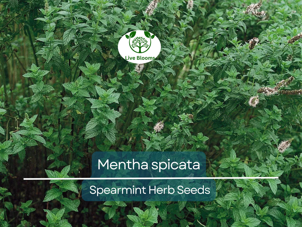 30 mg Seeds Spearmint Herb – Mentha spicata | Fresh Mint for Planting, Culinary, Tea Uses
