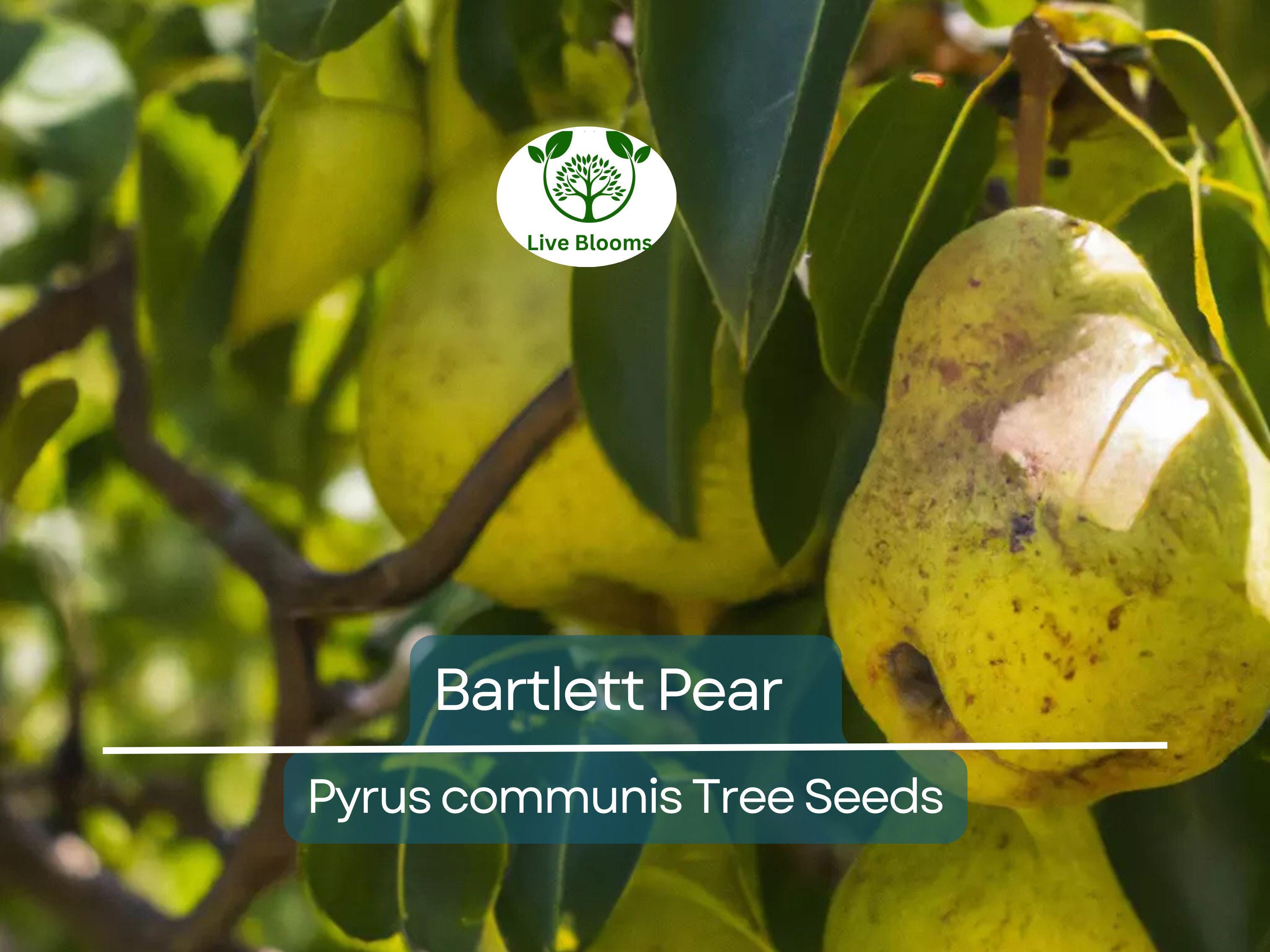 10 Bartlett Pear Tree Seeds (Pyrus communis) | Sweet Edible Pears | Grow Your Own Delicious Pear Tree, Perfect for Fruit Gardens & Orchards