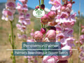 100 mg Seeds Penstemon Palmeri (Palmer's Beardtongue) for Planting | Fragrant Native Wildflower for Dry, Rocky Soils & Pollinator Gardens