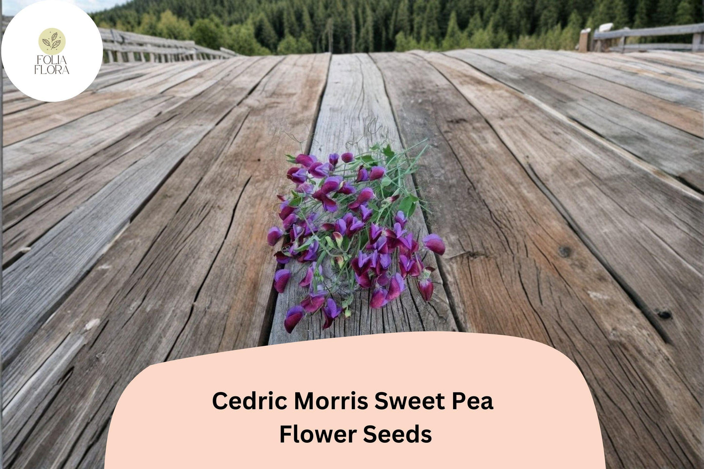 50+ Cedric Morris Sweet Pea Seeds | Fragrant Climbing Annual Flower for Garden & Cut Flower Arrangements