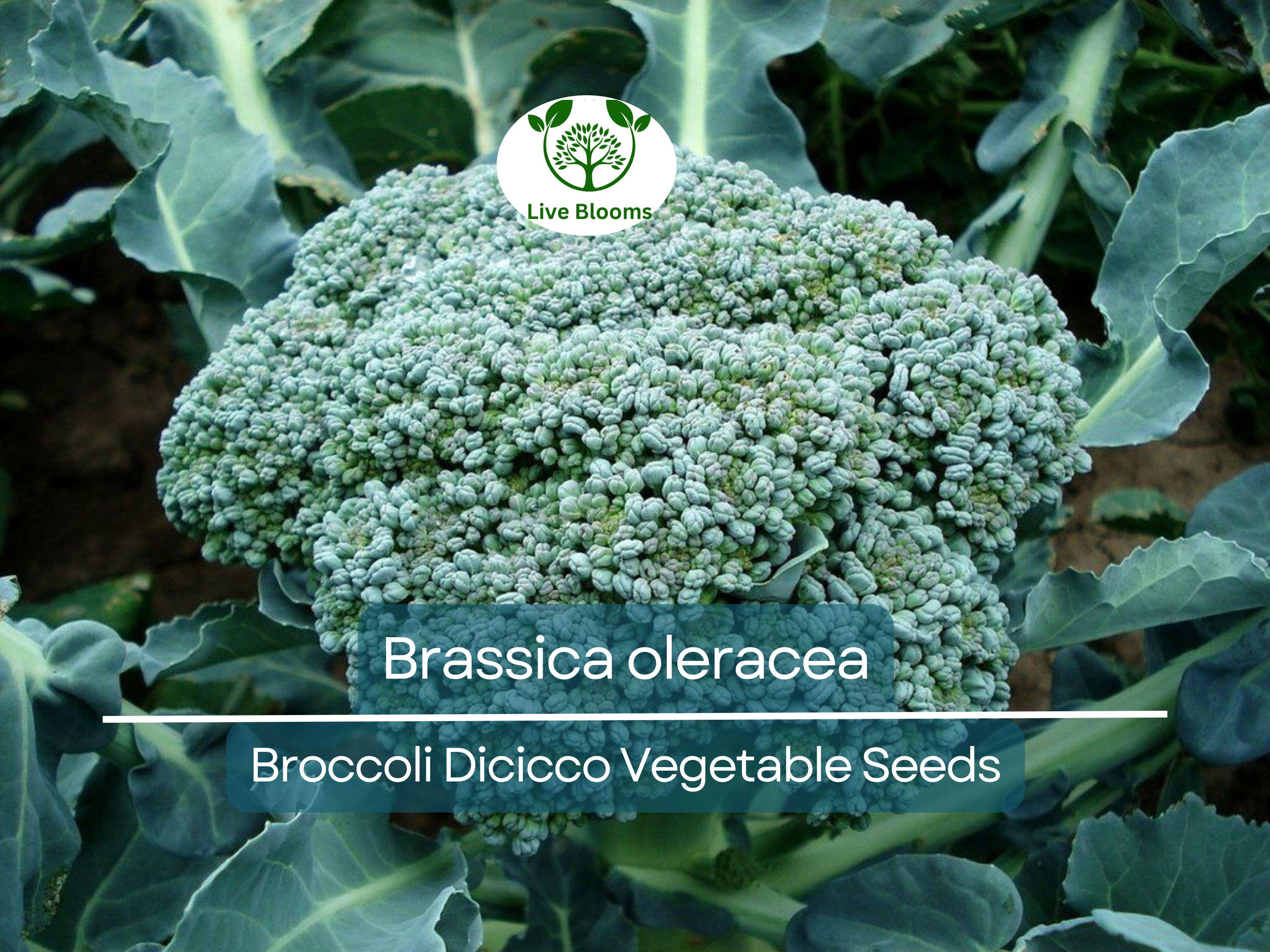 300 Seeds Broccoli Dicicco - Brassica oleracea | Heirloom Broccoli Seeds for Planting, Gardening & Nutritious Harvests