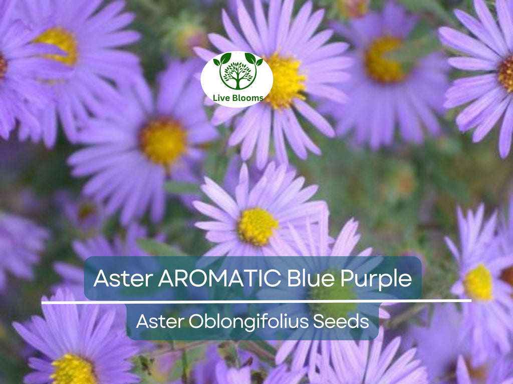 200 Aster AROMATIC Blue Purple Perennial Seeds, Heirloom, Fall Blooms, Non-GMO, Fragrant, Hardy, Garden Flowers