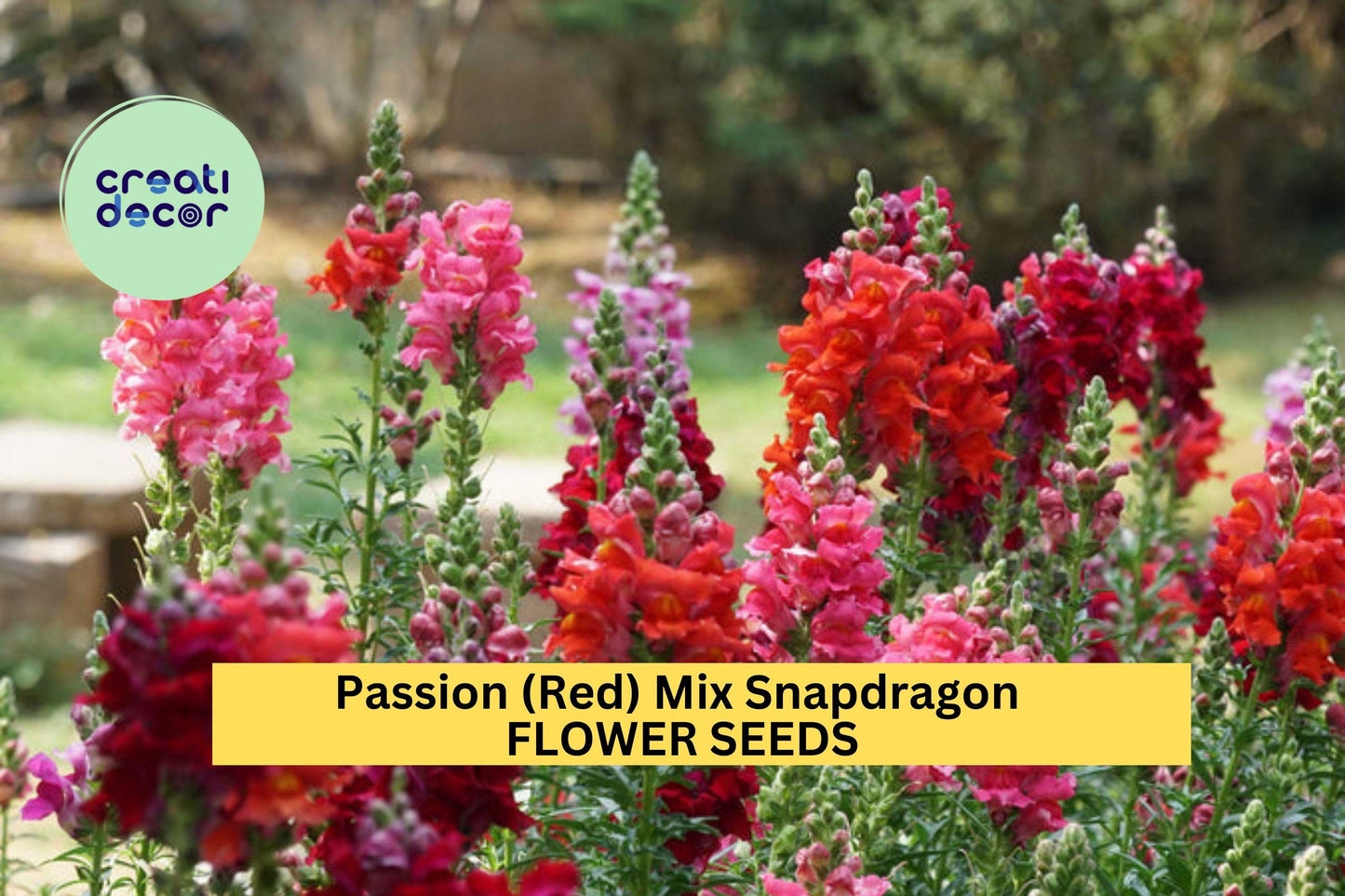 1000+ Passion Red Snapdragon Seeds – Bold Red Bloom Spikes for Garden Planting, Tall Pollinator-Friendly Flowers for Borders – USA