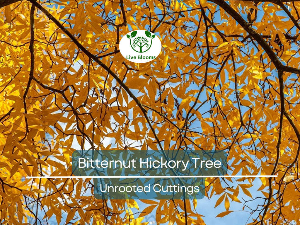 8 Bitternut Hickory Tree Live Cuttings (Carya cordiformis) 8" Long, Healthy Seedling, Hardy Tree for Landscaping, Native North American Tree