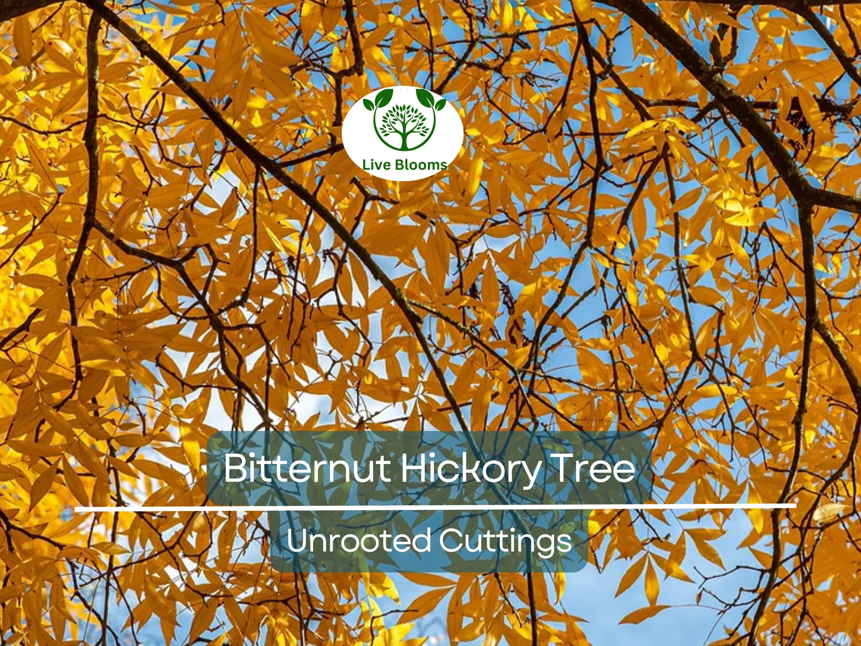8 Bitternut Hickory Tree Live Cuttings (Carya cordiformis) 8" Long, Healthy Seedling, Hardy Tree for Landscaping, Native North American Tree