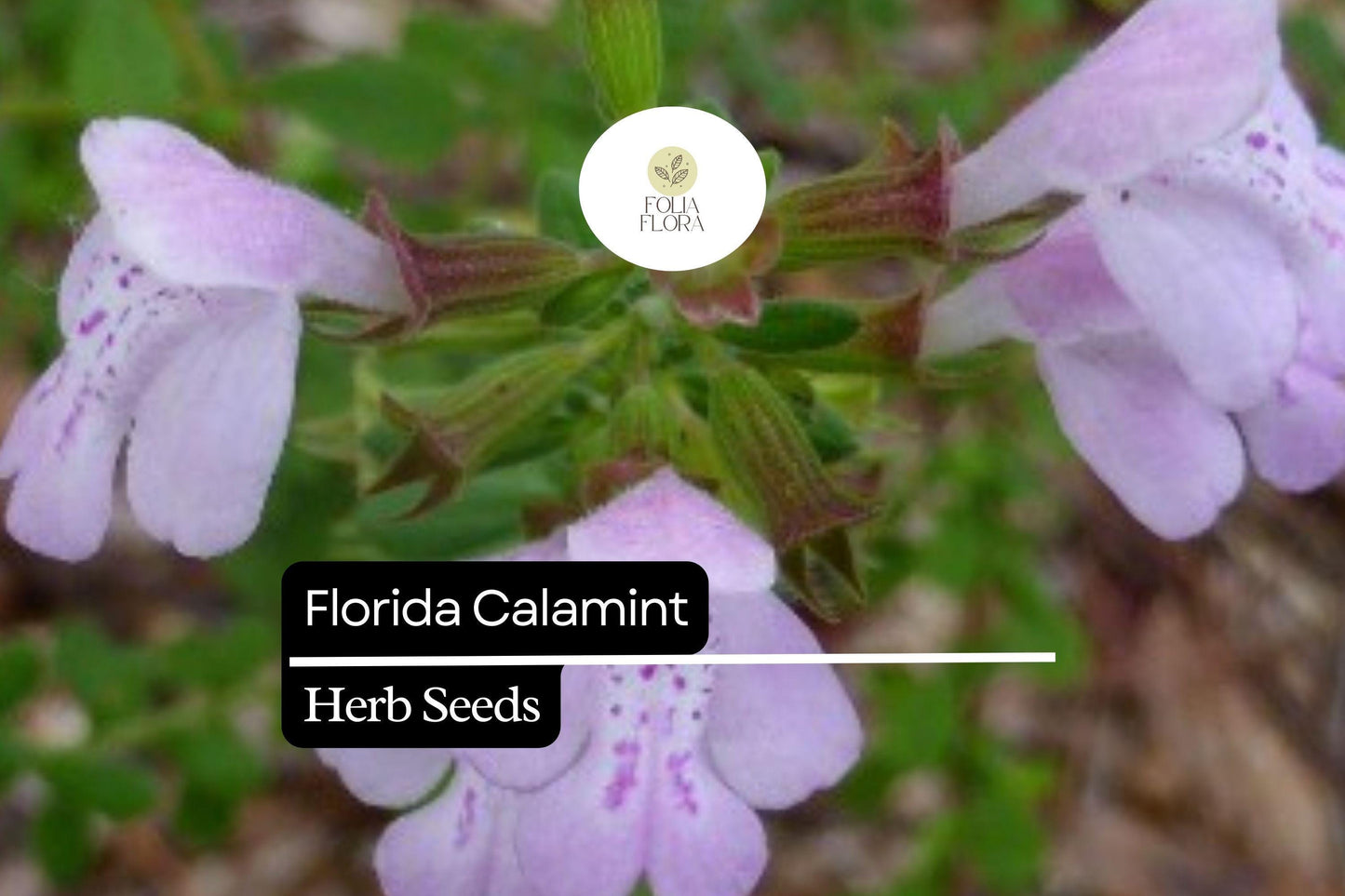 Florida Calamint Seeds (Clinopodium dentatum) | 25 Seeds | Fragrant Perennial Herb for Pollinators, Tea, and Drought-Tolerant Gardens