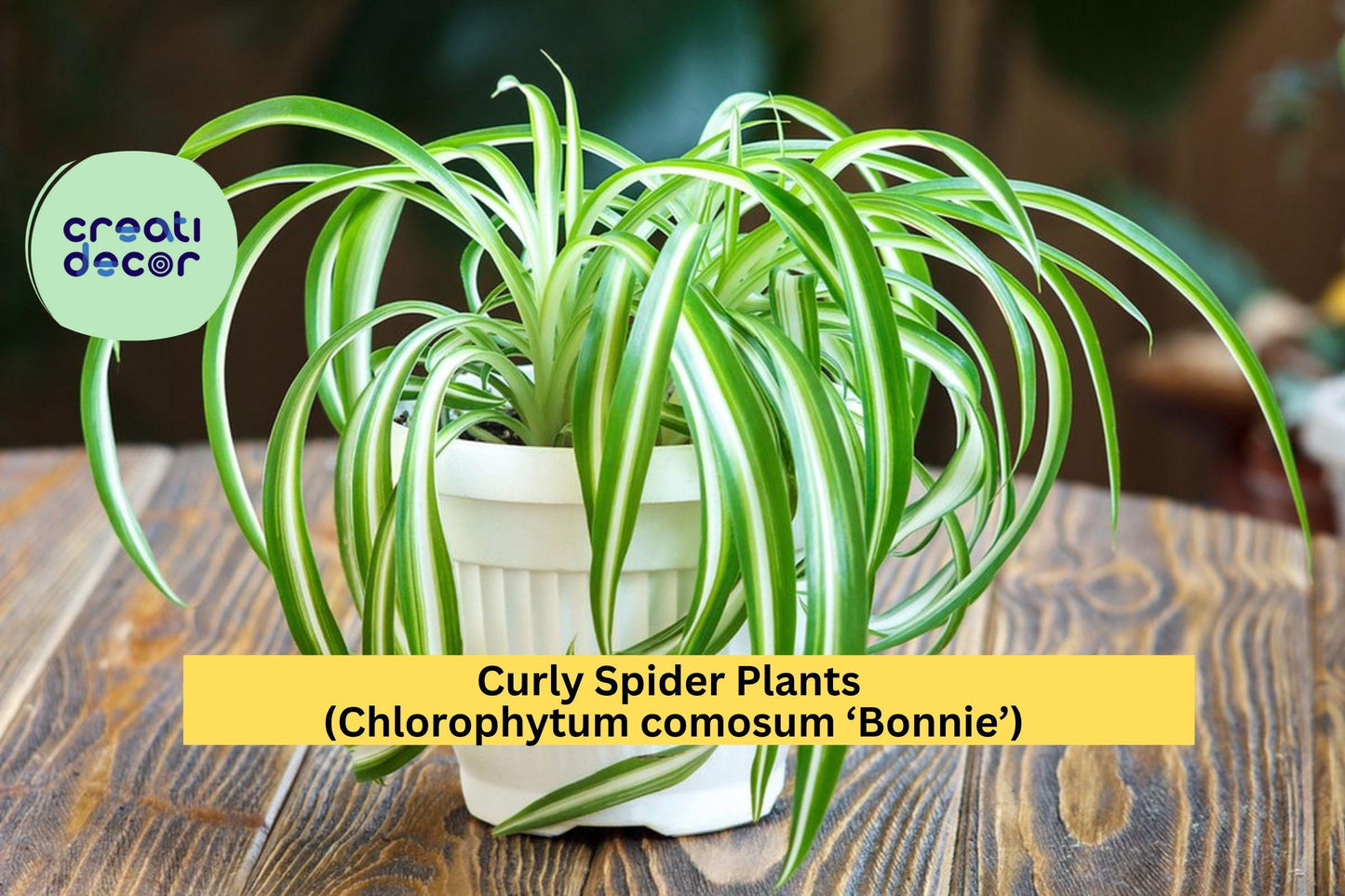 Green Curly Spider Plants 2 inch Pot – Chlorophytum comosum ‘Bonnie’ – Starter Houseplants, Easy Indoor Air Purifier