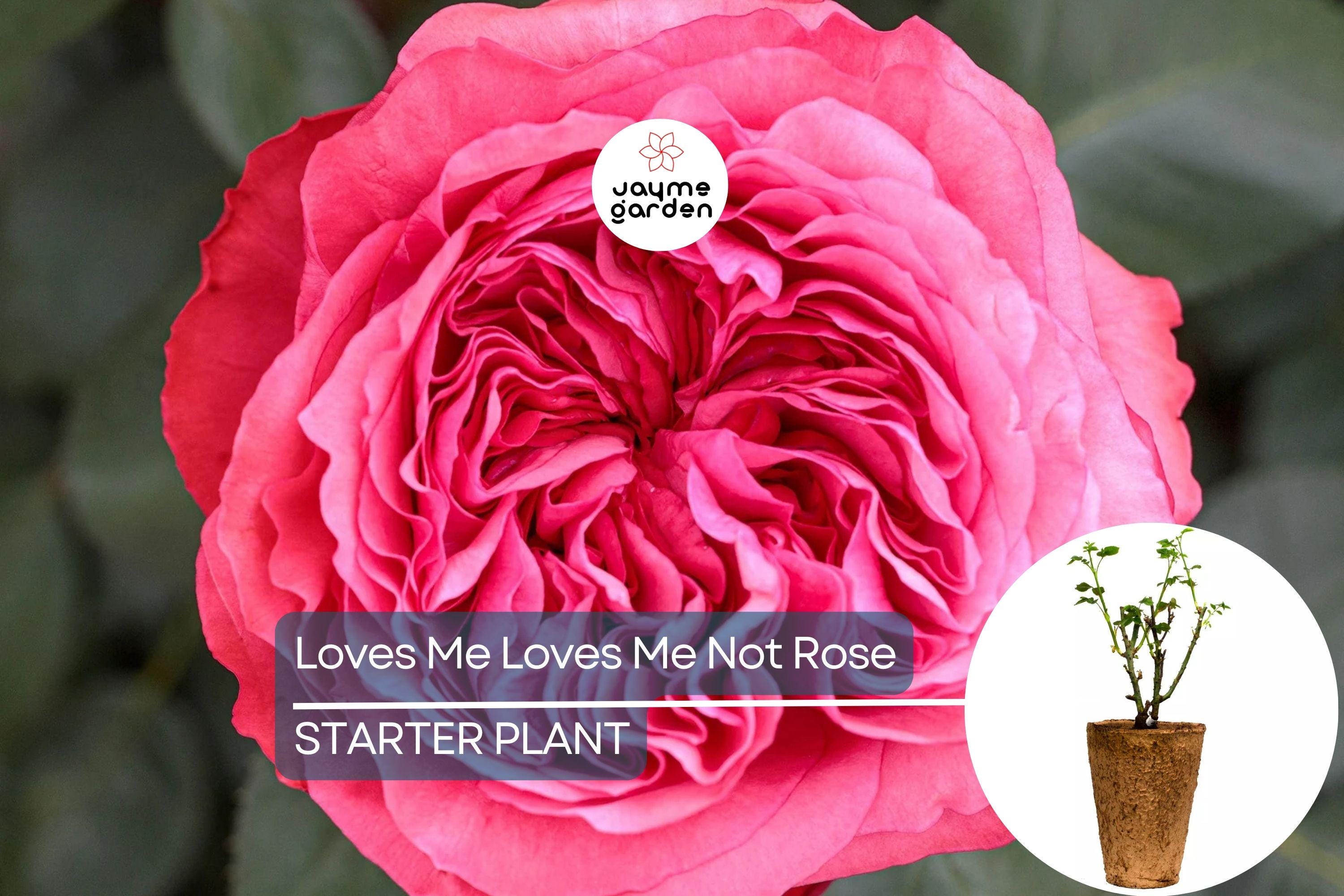 Loves Me Loves Me Not Rose – 5' Tall | Fragrant Deep Pink Hybrid Tea | 1.5 Gal Pot | 200+ Petals | Reblooming, Own-Root | Zones 5-10