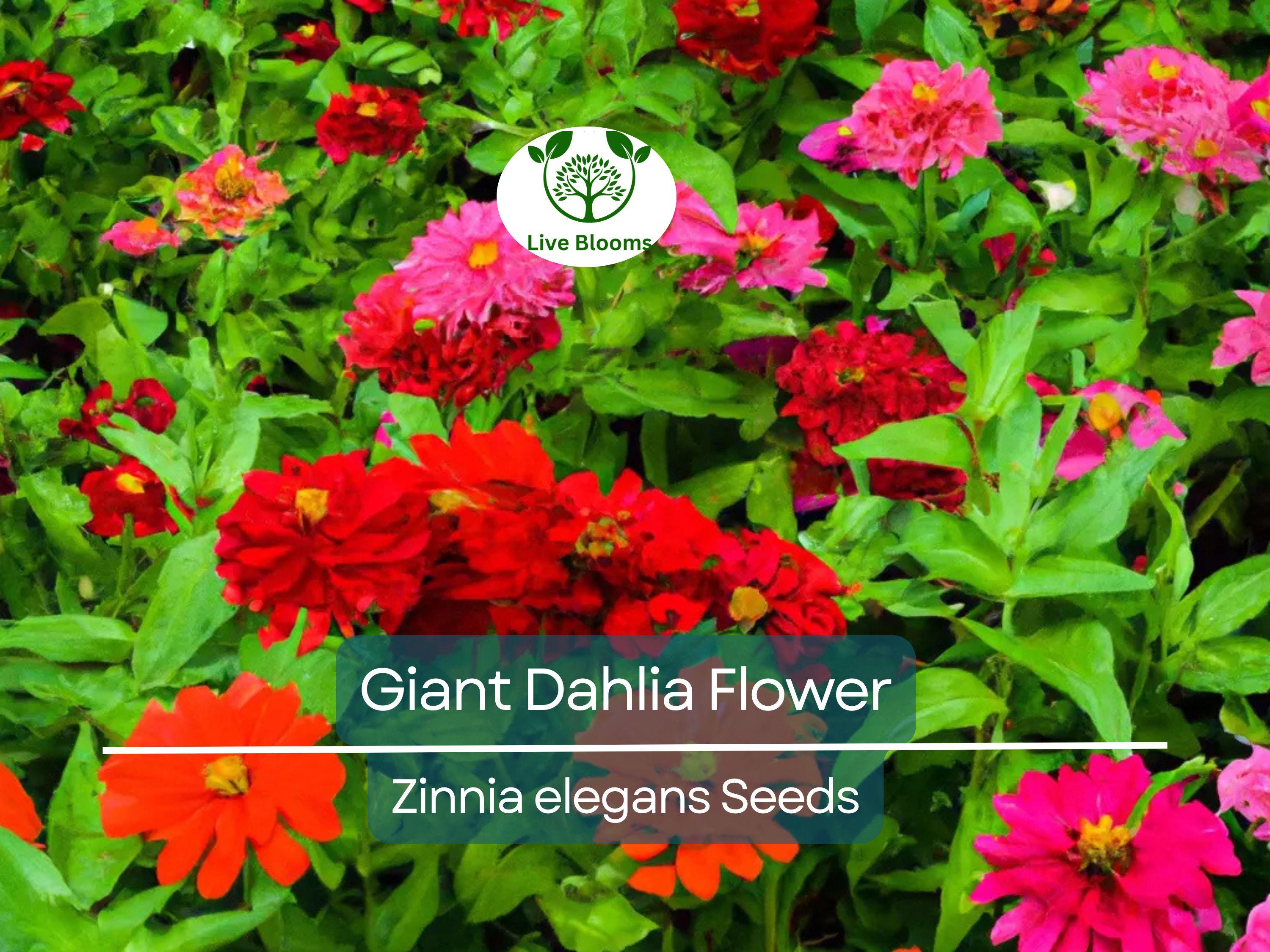 500 Giant Dahlia Flower Seeds, California Giants Annual Mix, Zinnia elegans, Vibrant Color Mix, Easy to Grow, for Garden & Cut Flowers