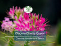 200 Seeds Cleome Cherry Queen, Spider Plant, Attracts Butterflies & Bees, Non-GMO, Vibrant Pink Flowers, Cleome hassleriana