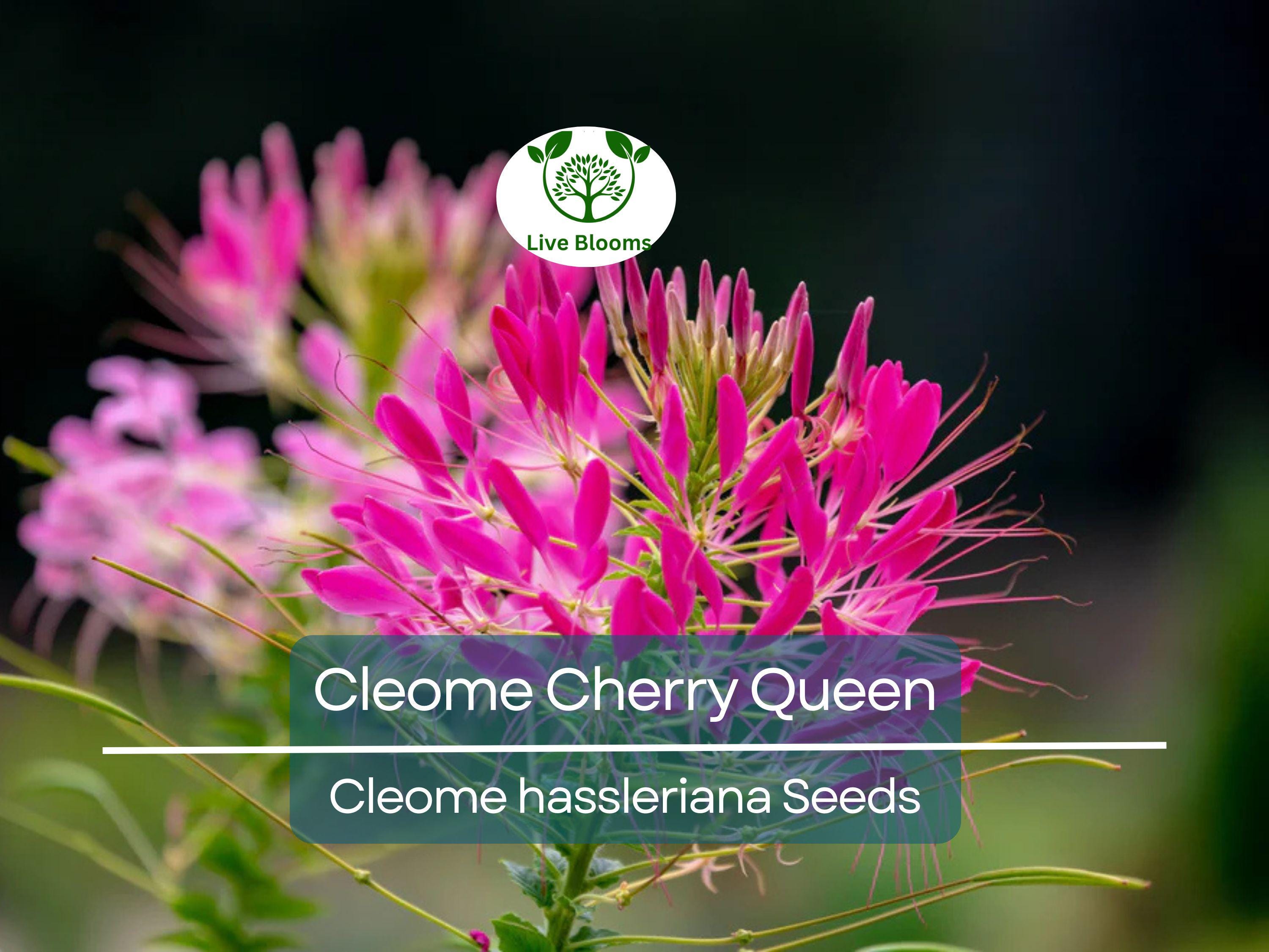 200 Seeds Cleome Cherry Queen, Spider Plant, Attracts Butterflies & Bees, Non-GMO, Vibrant Pink Flowers, Cleome hassleriana