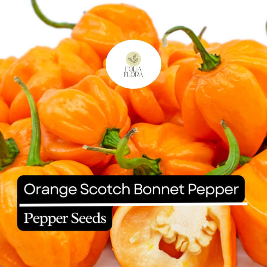 20 Orange Scotch Bonnet Pepper Seeds – Heirloom, Hot & Spicy – Non-GMO, Fresh Seeds