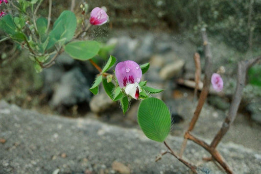 Korean Lespedeza – Kummerowia stipulacea 100 Seeds | Nitrogen-Fixing Legume | Open-Pollinated