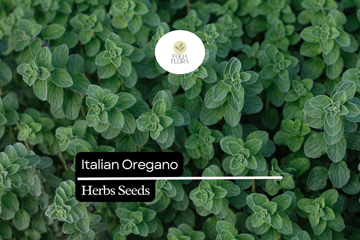 250 Italian Oregano Herb Seeds – Origanum vulgare – Heirloom, Aromatic, Perennial, Perfect for Cooking