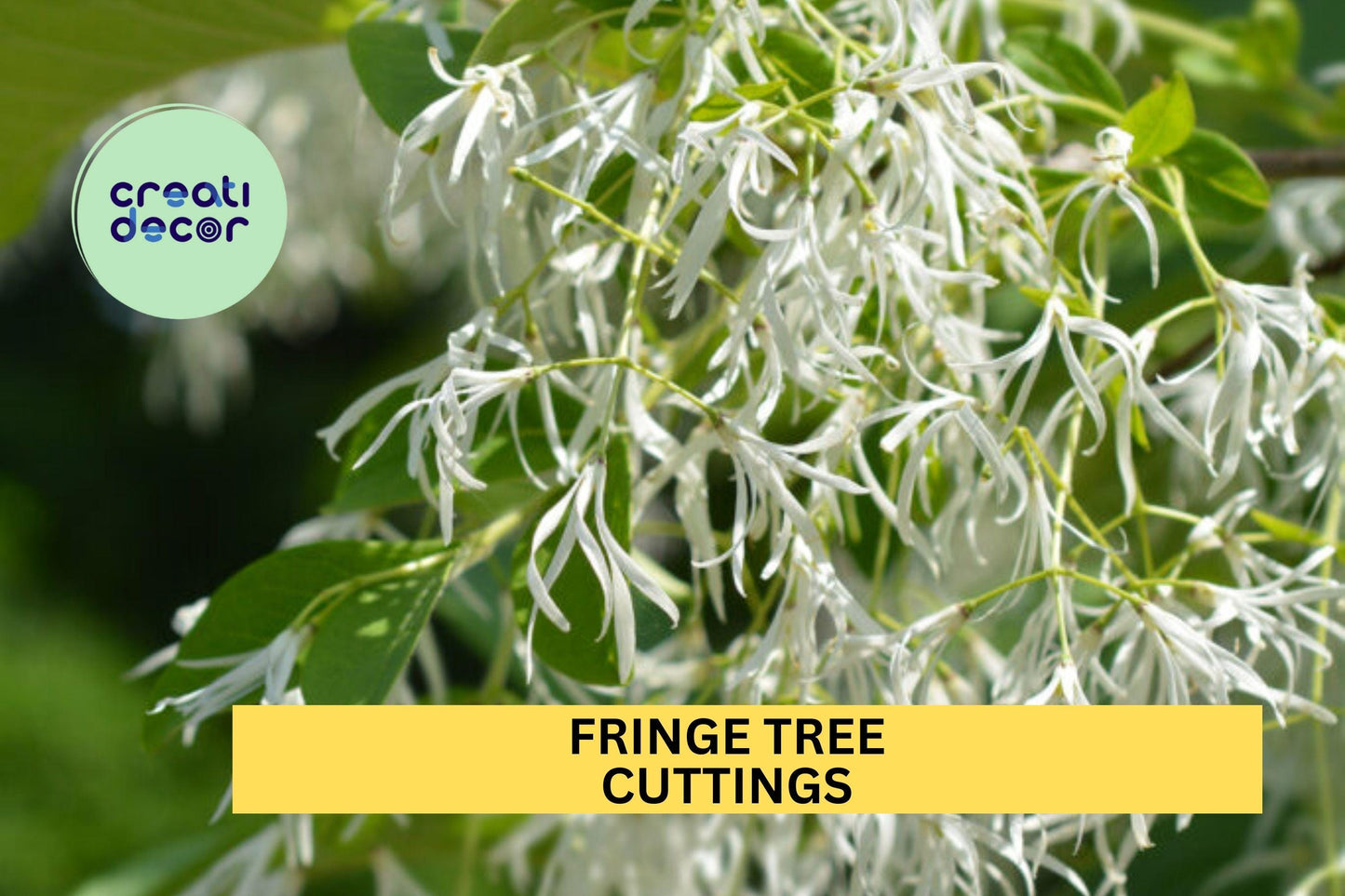 5 Cuttings Fringe Tree | Rare Chionanthus Virginicus Starter Wood | White Flowering Tree for Landscapes | Native US Plant