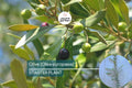 Olive Tree Starter Plant – Live Fruit Tree (Olea europaea) | Hardy Mediterranean Herb | Mature 20-30 feet tall