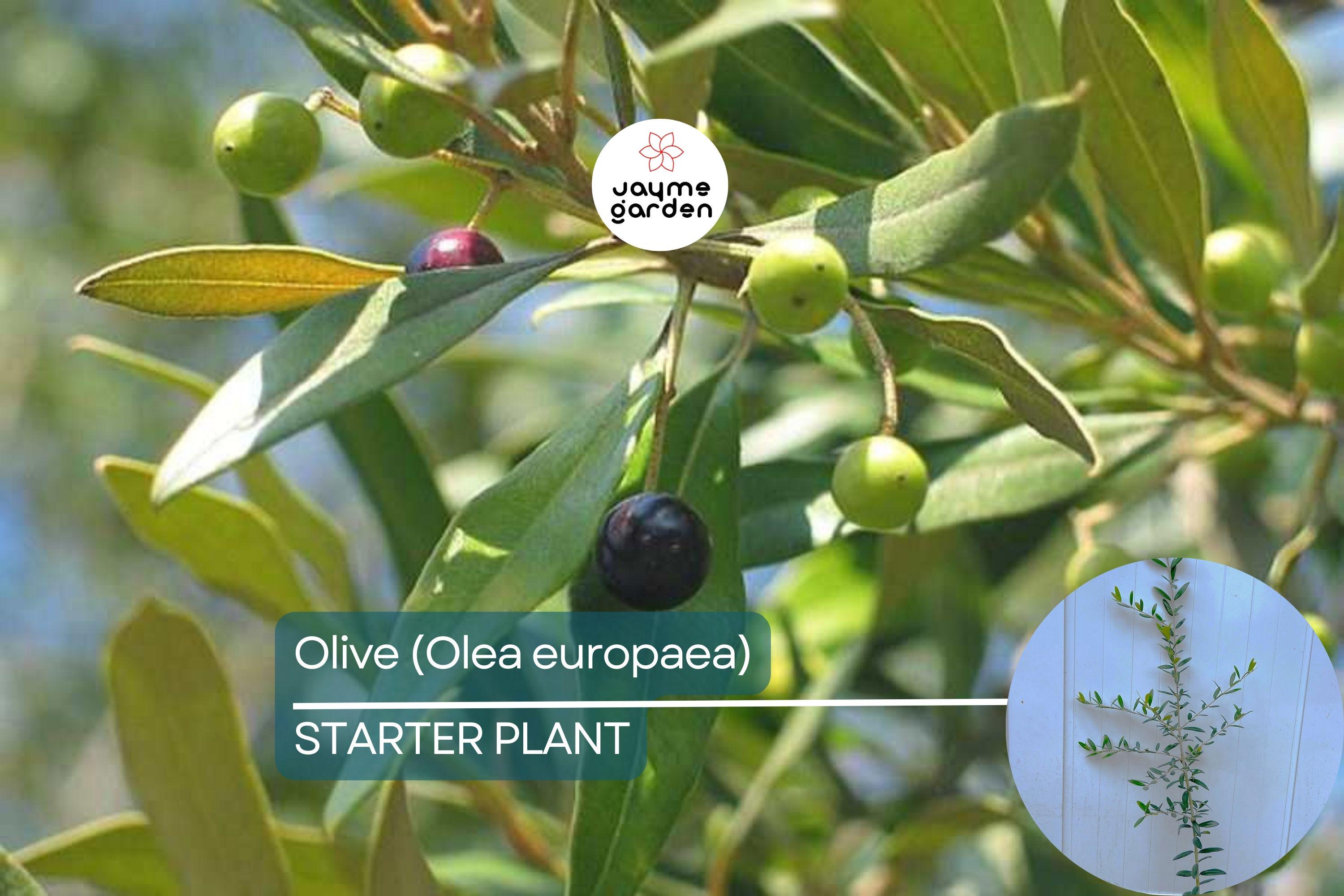 Olive Tree Starter Plant – Live Fruit Tree (Olea europaea) | Hardy Mediterranean Herb | Mature 20-30 feet tall