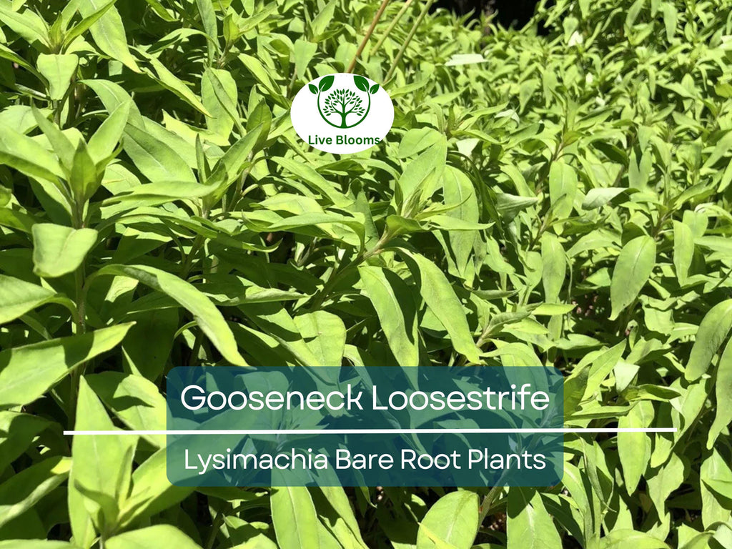 10 Gooseneck Loosestrife Plants – Bare Root Perennials – White Flowers – Lysimachia clethroides – Easy Ground Cover