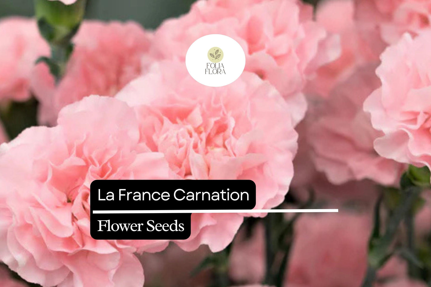 La France Carnation (Dianthus caryophyllus) – Elegant Pink Blooms with Classic Fragrance