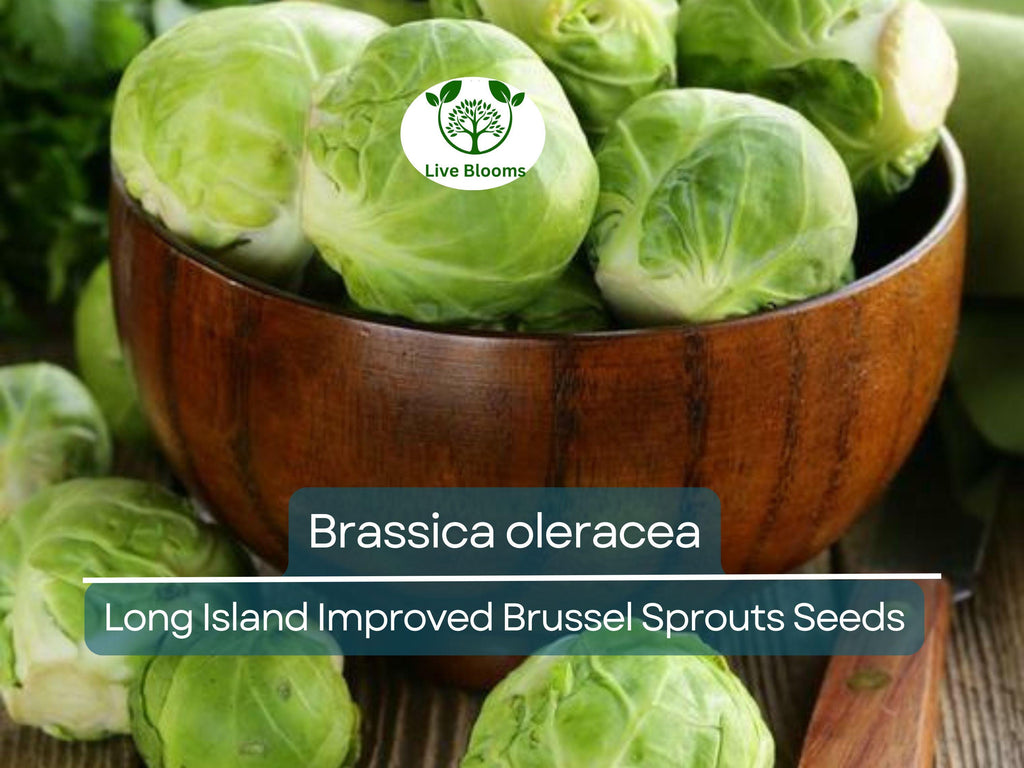 250 Seeds Long Island Improved Brussel Sprouts - Brassica oleracea | Heirloom Variety for Planting, Gardening & Nutritious Harvest