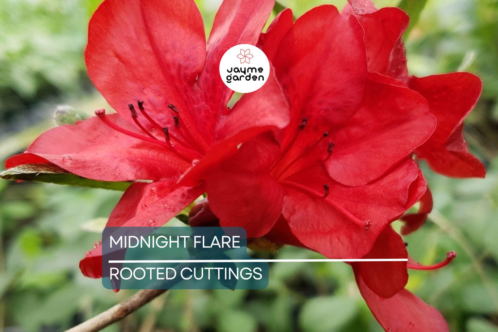 Midnight Flare Azalea | Live Rooted Starter Plant (2-8") | Deciduous Rhododendron Shrub |