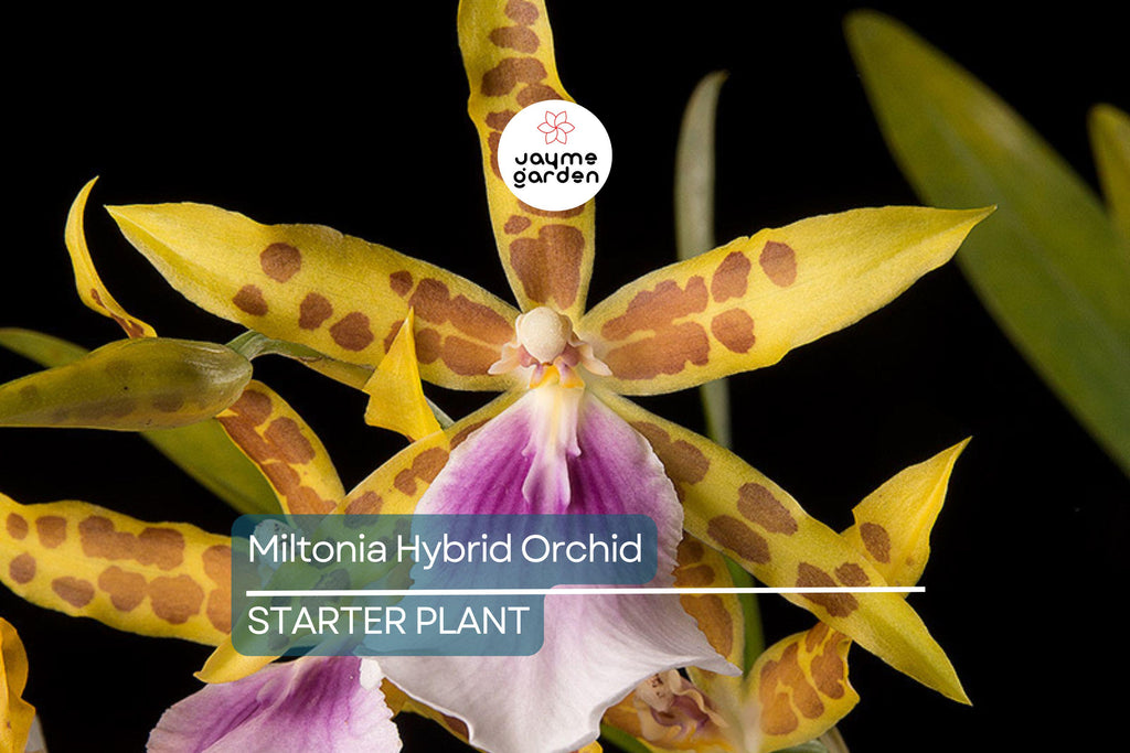 Blooming Size Miltonia Hybrid Orchid | Unique New Cross | 3-6 Flowers Per Spike | 3-4" Blooms | Live Plant in 3.25" Pot