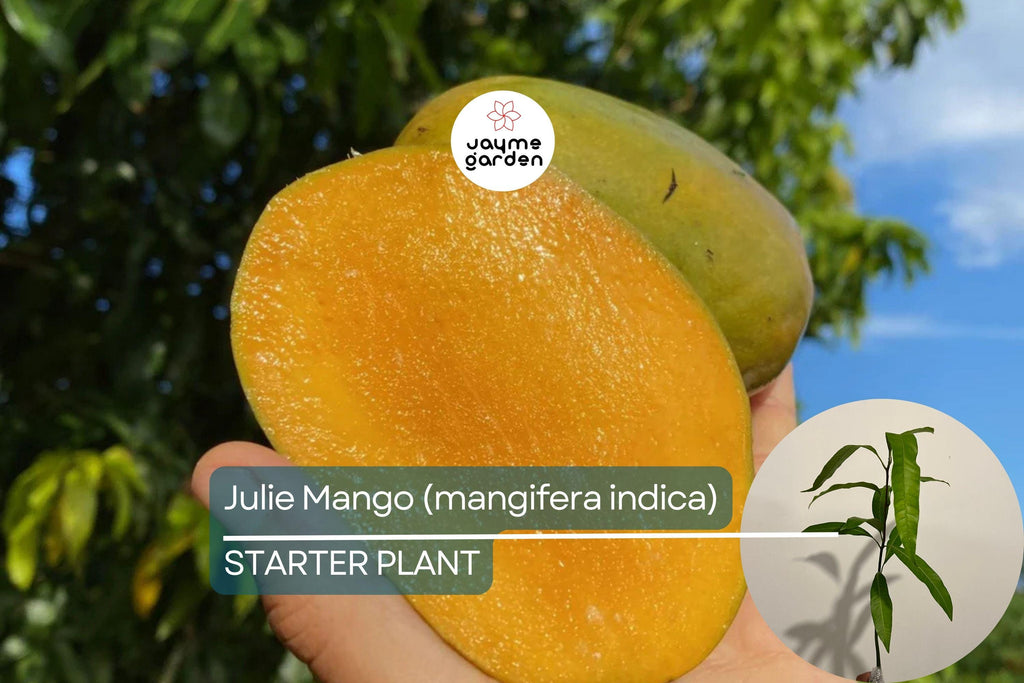 Julie Mango (Mangifera indica) Live Tree Seedling 1’-2’ | Tropical Fruit for Small Spaces | Sweet, Aromatic Mangoes