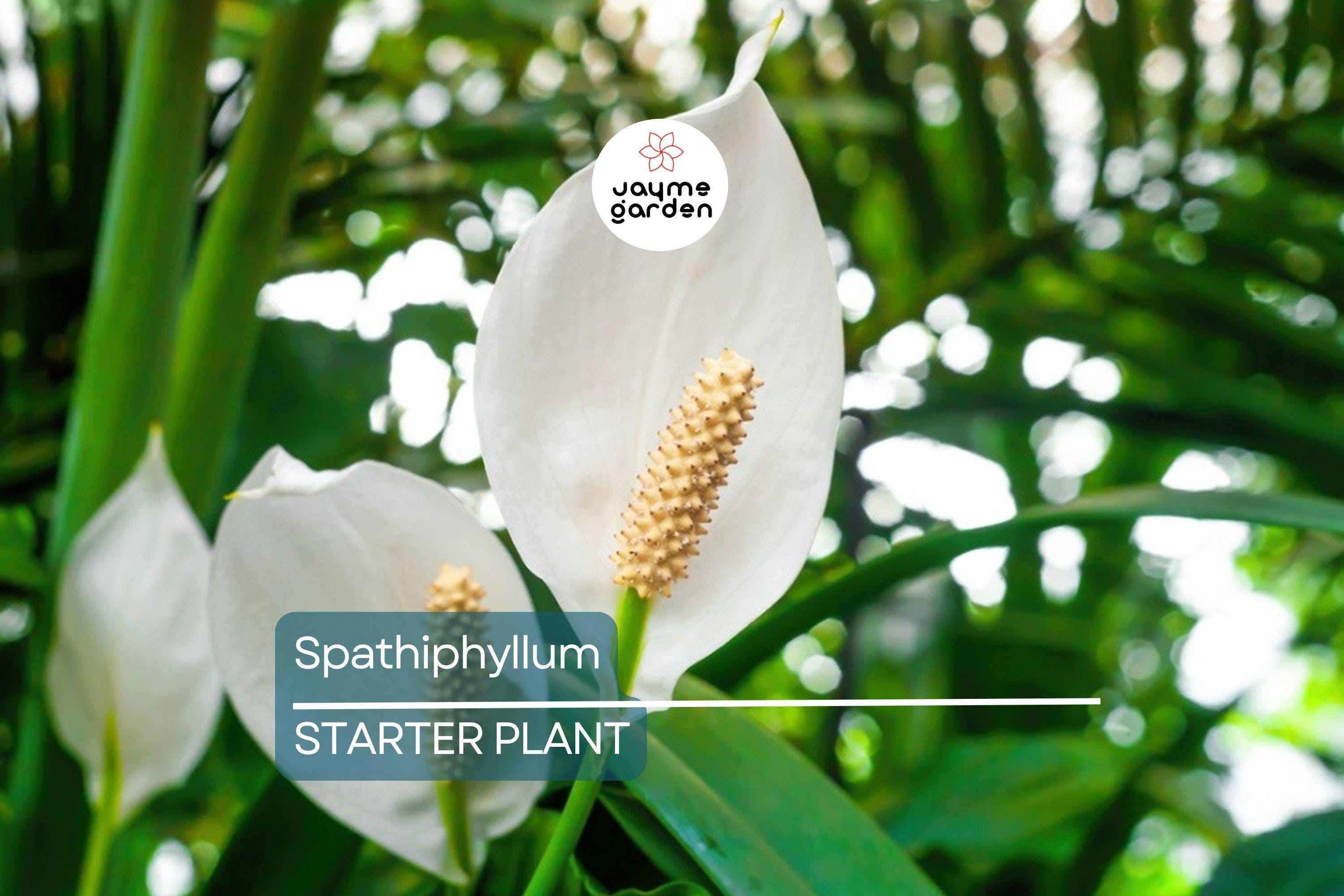 Peace Lily (Spathiphyllum) Live Plant | 10-12 Inches Tall | White Flowers | Indoor/Outdoor | Air Purifying | Low Light Houseplant