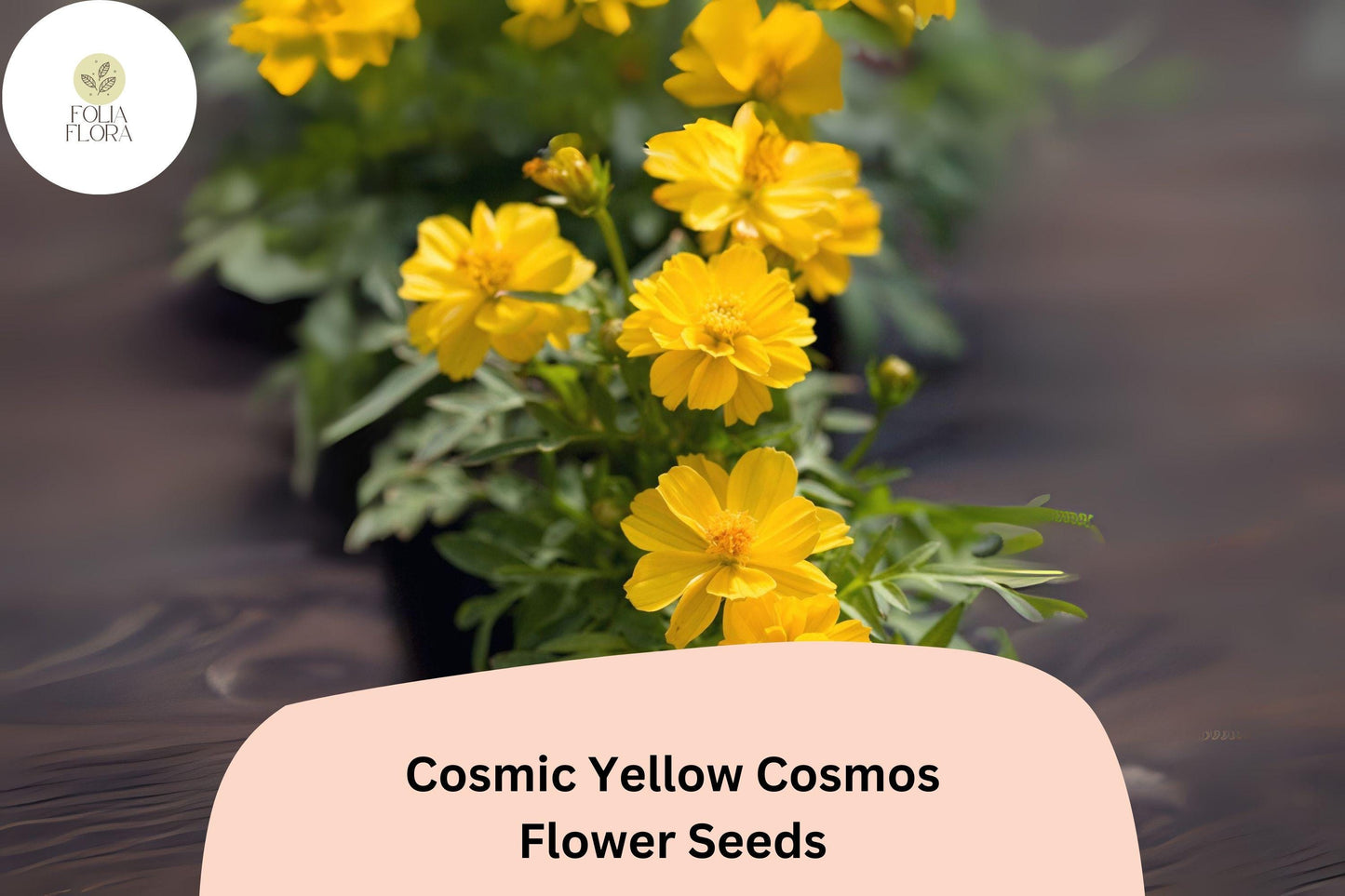 200+ Cosmic Yellow Cosmos Seeds | Cosmos Sulphureus Bright Yellow Annual Flower Seeds for Garden