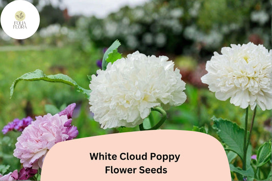 200+ White Cloud Poppy Seeds for Garden Planting – Pure White Blooms, Easy to Grow Annual Wildflower