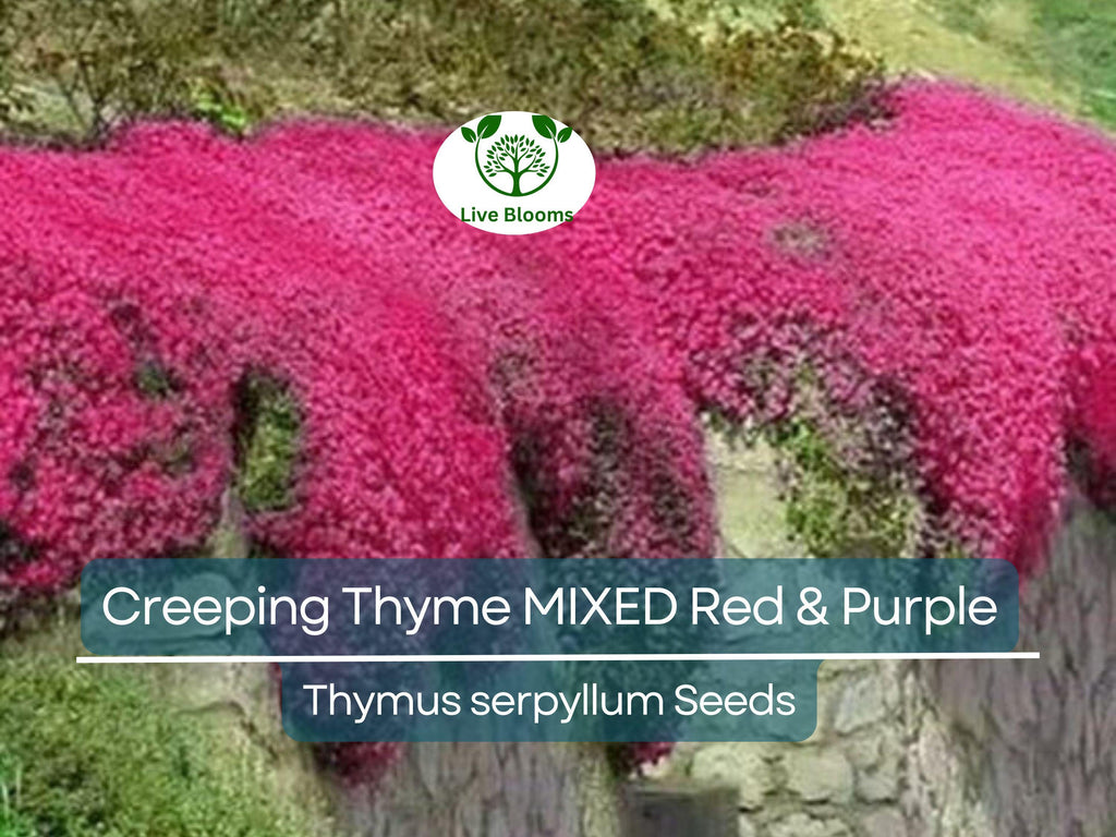 500 Seeds Creeping Thyme MIXED Red & Purple, Ground Cover Perennial, Non-GMO, Low Maintenance, Drought-Tolerant, for Lawns and Gardens