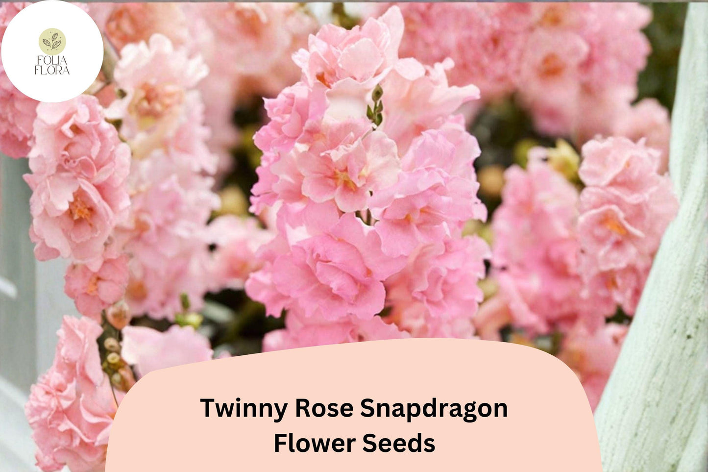 1000+ Twinny Rose Snapdragon Seeds | Antirrhinum majus | Double Rose Pink Blooms for Beds & Pots