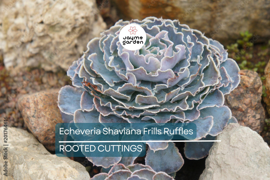 Echeveria Shaviana Frills Ruffles Succulent - 9" Live Plant Cutting Bare Root, HTF, Pink Frills