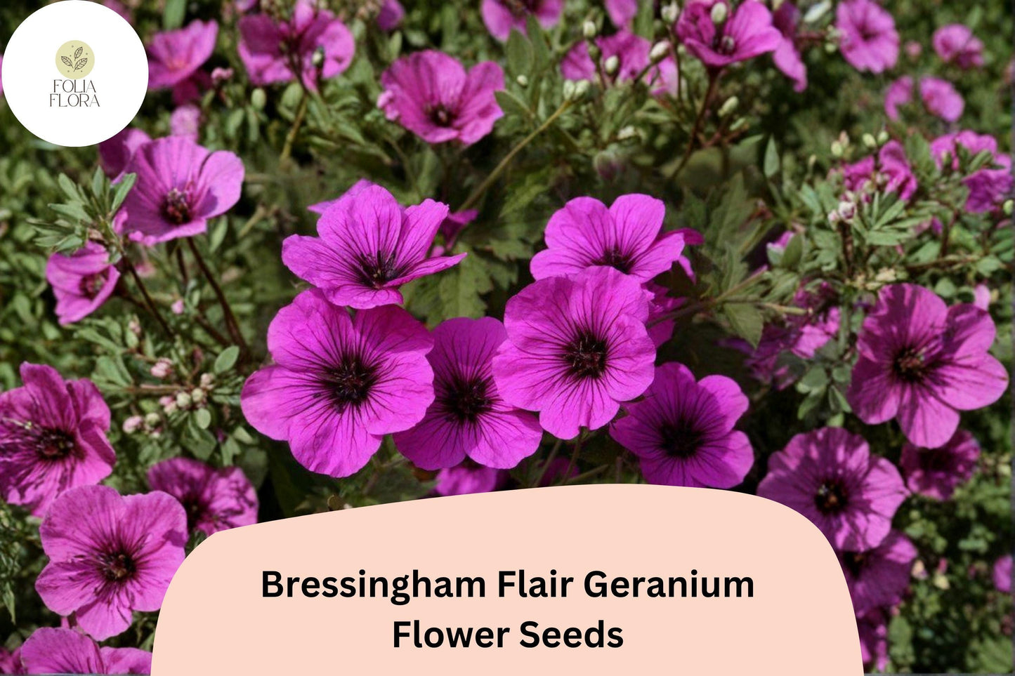 25+ Bressingham Flair Geranium Seeds | Hardy Perennial Purple Cranesbill | Long-Blooming Garden Flower