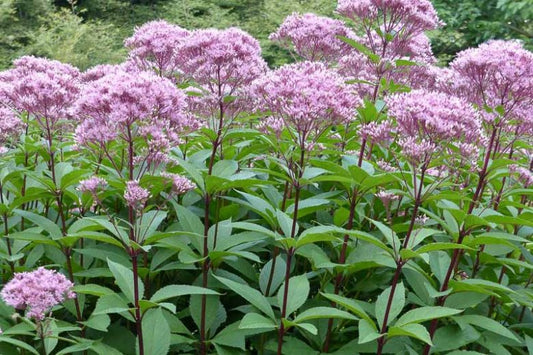 Eutrochium fistulosum Seeds – Hollow Joe-Pye Weed | Native Tall Wildflower | Pollinator Garden Plant | 100 Seeds