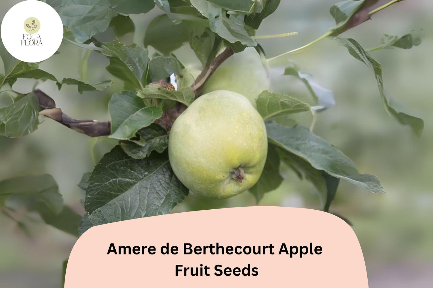 25+ Amere de Berthecourt Apple Seeds | French Heirloom | Cider Apple Variety | Malus domestica | Garden Fruit Tree Seeds