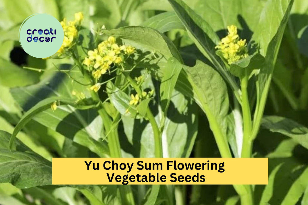 3pcs of 500mg Yu Choy Sum Seeds – Fast-Growing Asian Greens for Stir-Fry, Salads & Home Vegetable Gardens Seeds for Planting