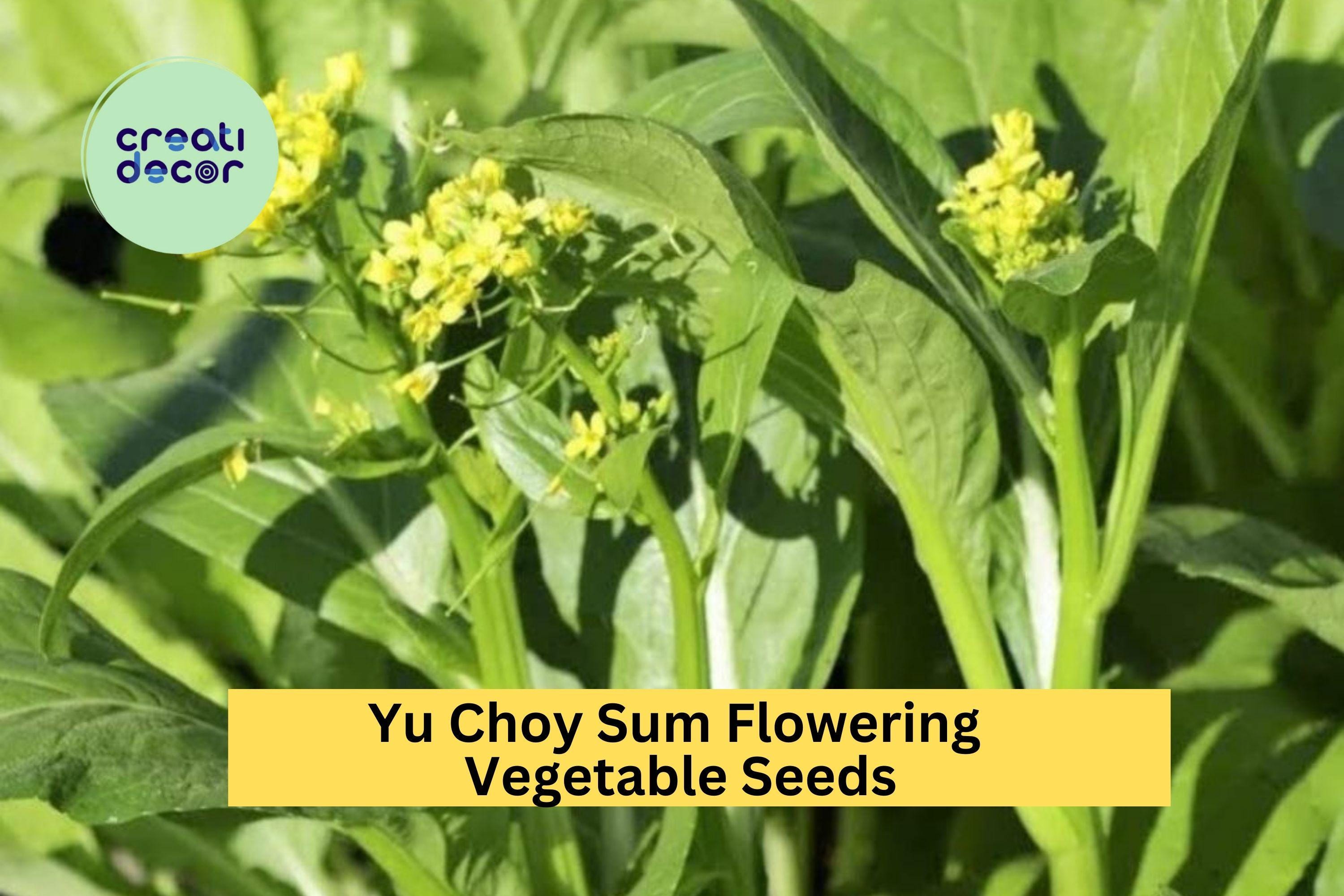 3pcs of 500mg Yu Choy Sum Seeds – Fast-Growing Asian Greens for Stir-Fry, Salads & Home Vegetable Gardens Seeds for Planting