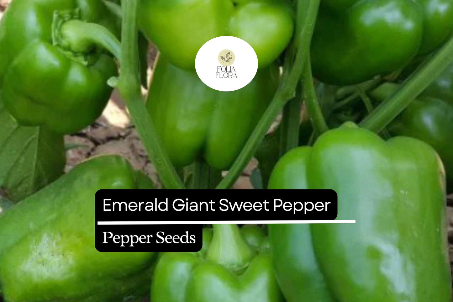 25 Emerald Giant Sweet Pepper Seeds – Capsicum annuum – Heirloom Bell Pepper, Large Green Fruits, Non-GMO, Sweet & Crisp