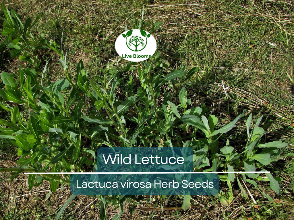 25 Wild Lettuce Seeds (Lactuca Virosa) | Organic Herb Seeds for Planting