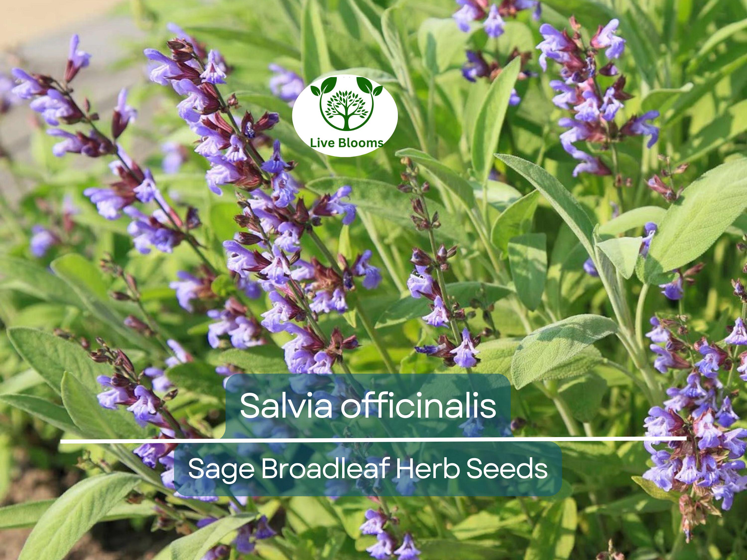 30 Sage Broadleaf Seeds for Planting - Salvia officinalis Fresh Culinary Herb, Easy to Grow, Perfect for Gardens & Kitchens
