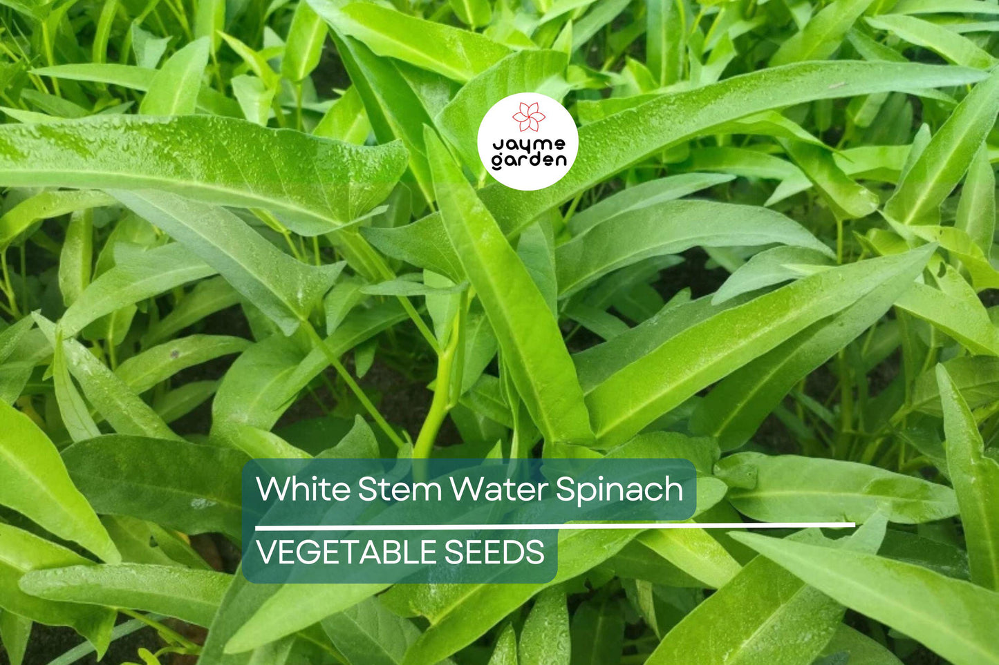 50+ White Stem Water Spinach Seeds - Ong Choy, Kong Xin Cai, Rau Muống Trắng, Fast-Grow, Rich in Vitamins, USA Seller, Fresh Seeds