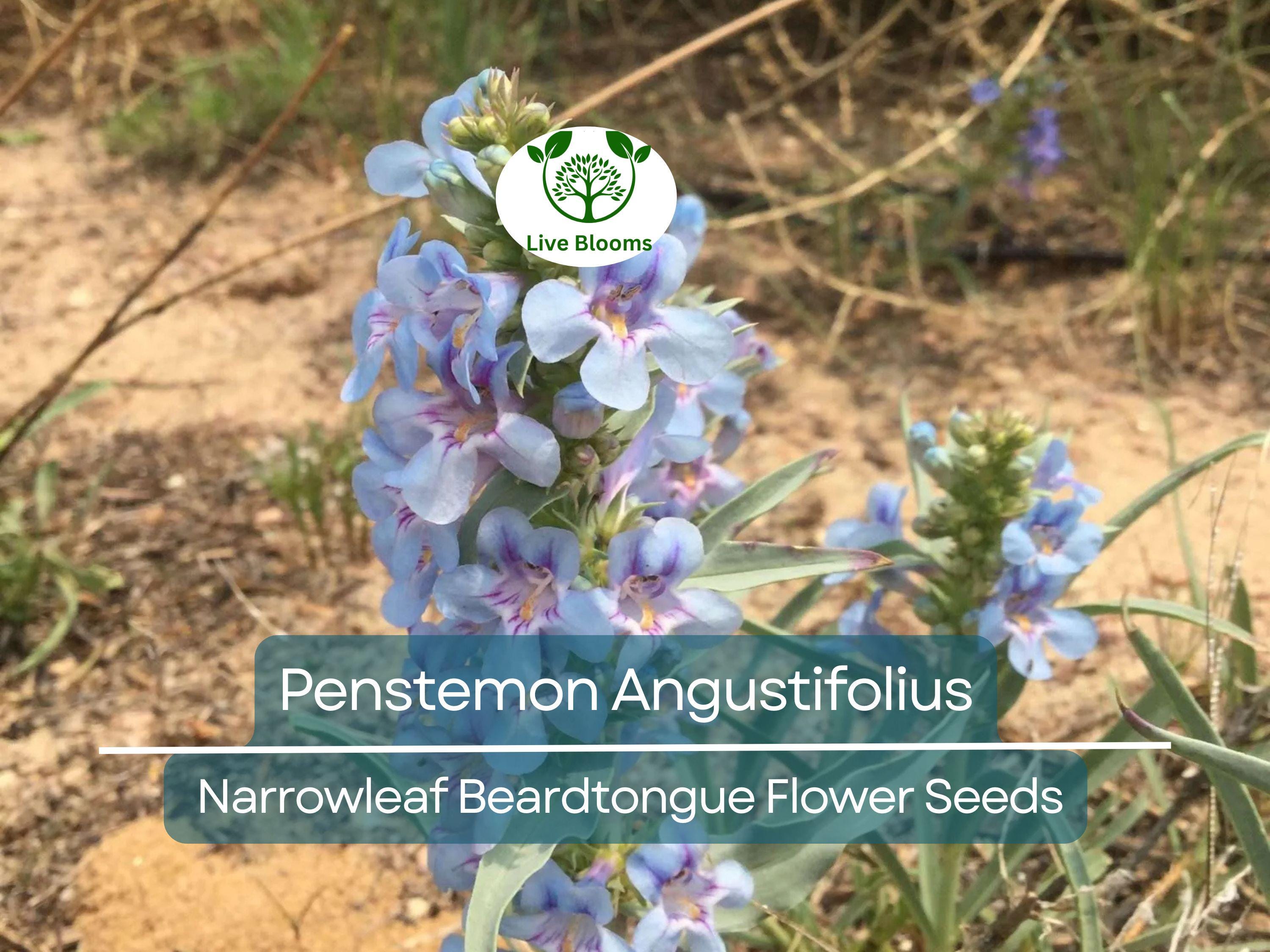 100 mg Seeds Penstemon Angustifolius (Narrowleaf Beardtongue) for Planting | Native Perennial Wildflower for Pollinator Gardens