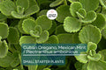 2 Starter Plants Cuban Oregano ~ Mexican Mint - Live Herb 5-7 Inches Tall - Well Rooted Bare Root Jamaican Broadleaf Thyme, Indian Borage