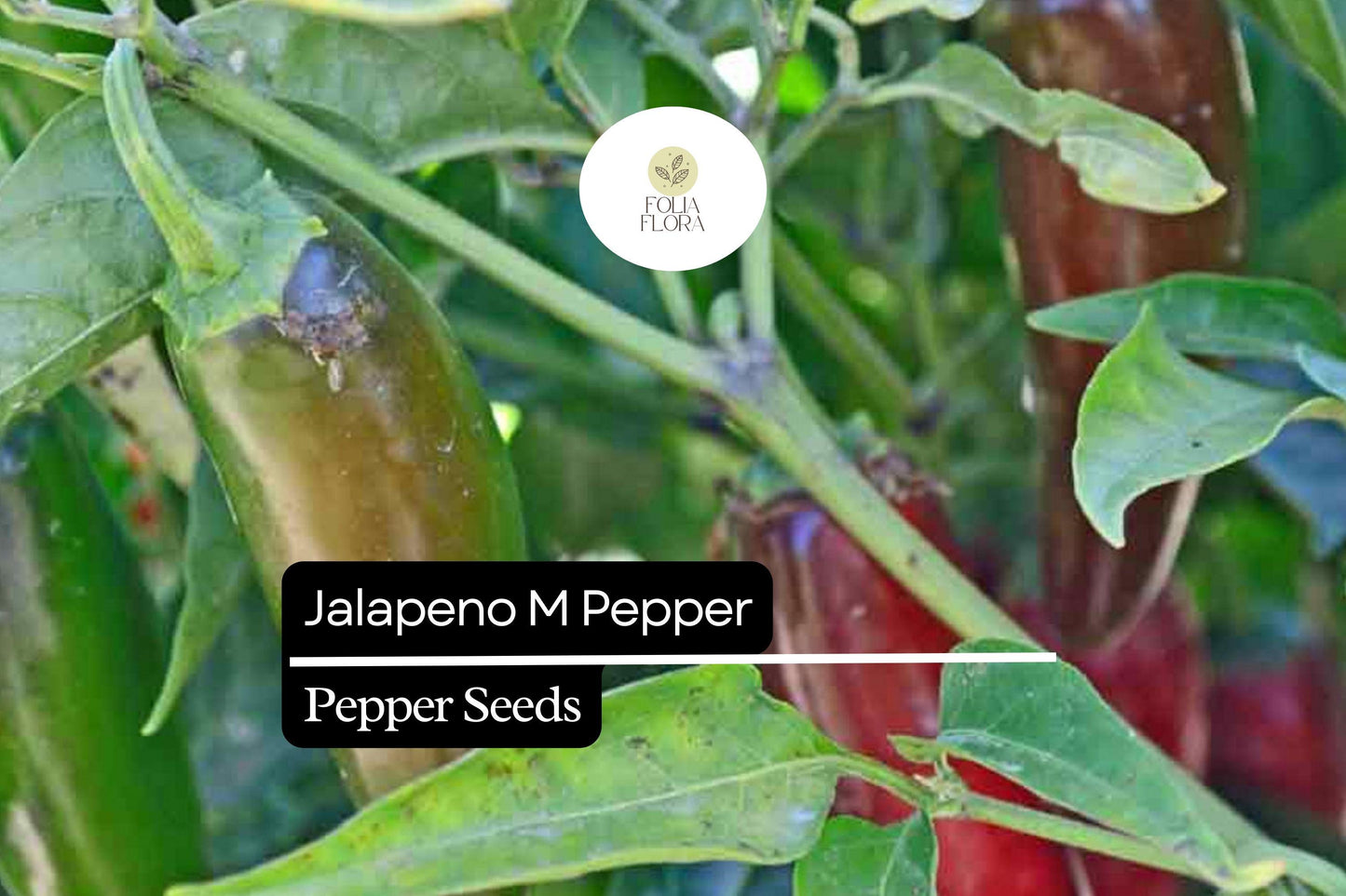 25 Jalapeño M Pepper Seeds – Capsicum annuum – Heirloom, Spicy & Flavorful, High-Yielding