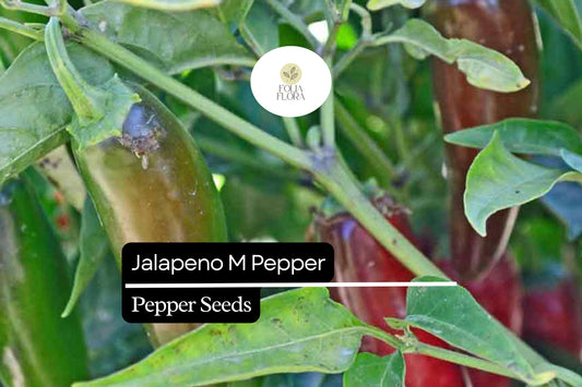 25 Jalapeño M Pepper Seeds – Capsicum annuum – Heirloom, Spicy & Flavorful, High-Yielding