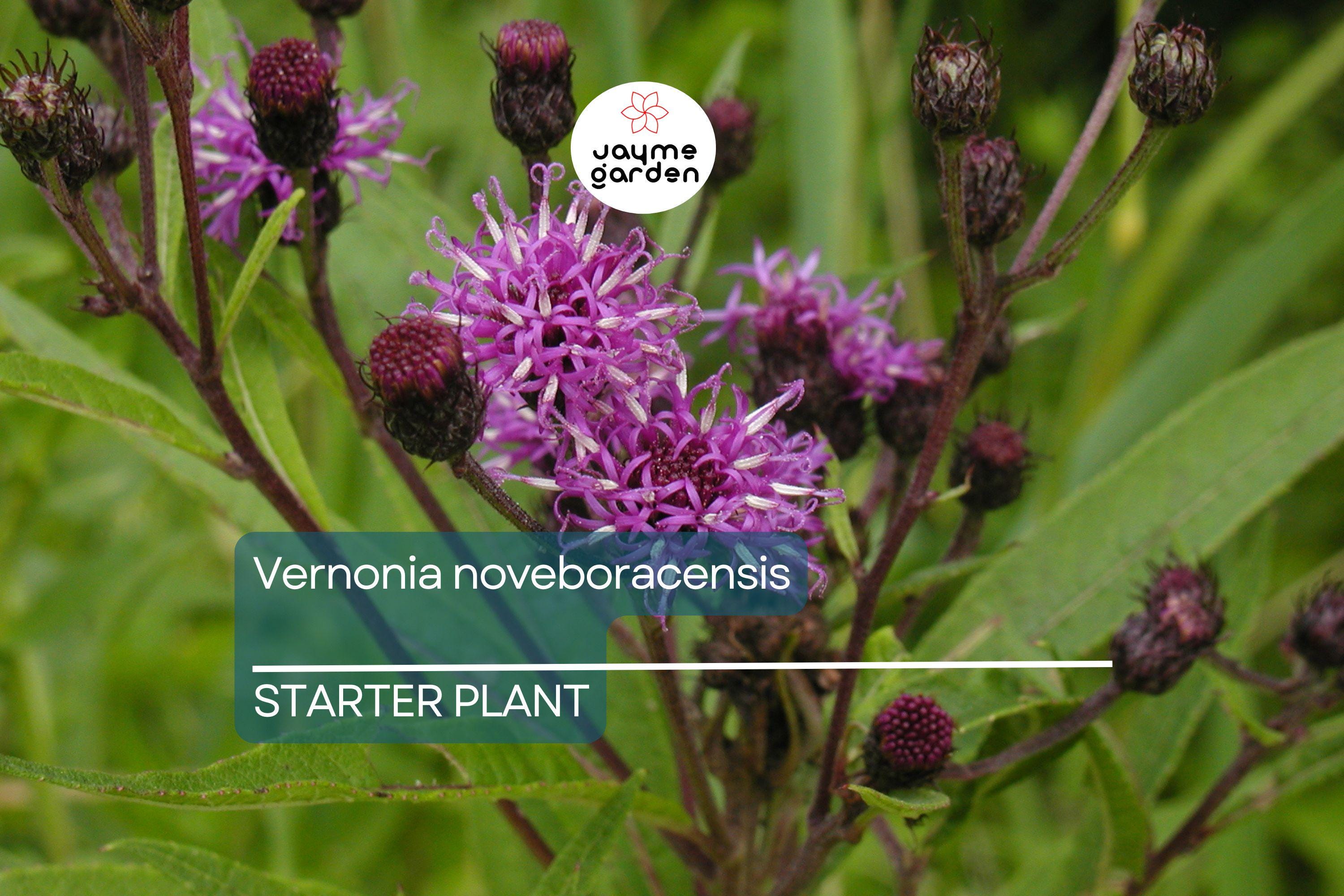 Vernonia noveboracensis | New York Ironweed | Starter Plant Plug | Live Plant