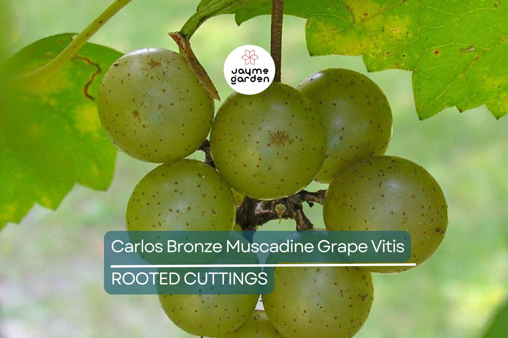 Carlos Bronze Muscadine Grape | 4-8” Live TC Plant | Vitis | Self-Fertile & Edible | Wine and Juice Vine | Cold Hardy |