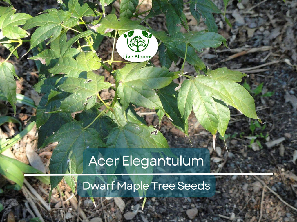 10 Seeds Acer Elegantulum (Dwarf Maple) for Planting - Beautiful Japanese Maple for Bonsai, Landscaping, & Gardens - Rare, Unique Tree Seeds